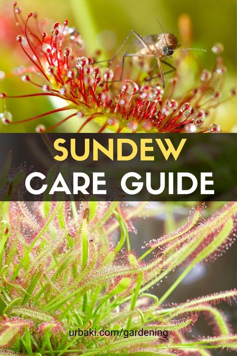 Sun Dew Plant, Sundew And Willow, Sundew Plant Terrarium, Carnivorous House Plants, Bog Garden Ideas Carnivorous Plants, Carnivorous Plants Care, Sundew Plant, Small Holding, Food Plot