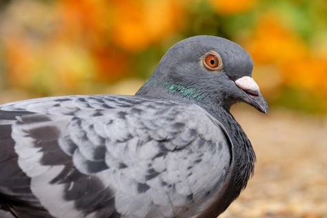 Pigeon Repellent, Get Rid Of Pigeons, Pigeon Nest, Bird Repellents, Small Birds, Pigeon, Repellent, Food Animals, Roof