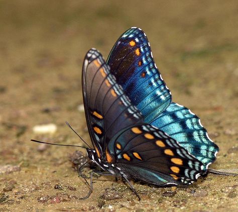 The red-spotted purple is one of the outstanding forest butterflies that is found in the wooded areas. Let's read red spotted purple butterfly facts. Red Spotted Purple Butterfly, Purple Butterfly Tattoo, Butterfly Facts, Most Beautiful Butterfly, Types Of Butterflies, Beautiful Butterfly Pictures, Butterfly Species, Moth Art, Butterfly Images