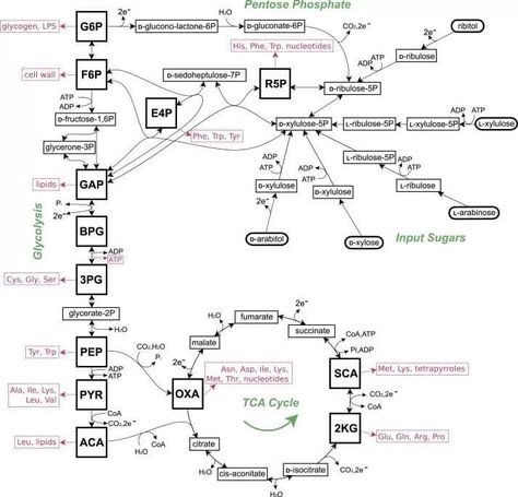 Figure 3. The Central Carbohydrate Metabolic Network (Noor, E. et al, 2010) Metabolic Pathways, Oxidative Phosphorylation, Citric Acid Cycle, Acetyl Coa, Electron Transport Chain, Krebs Cycle, Cell Wall, Adipose Tissue, Cell Membrane