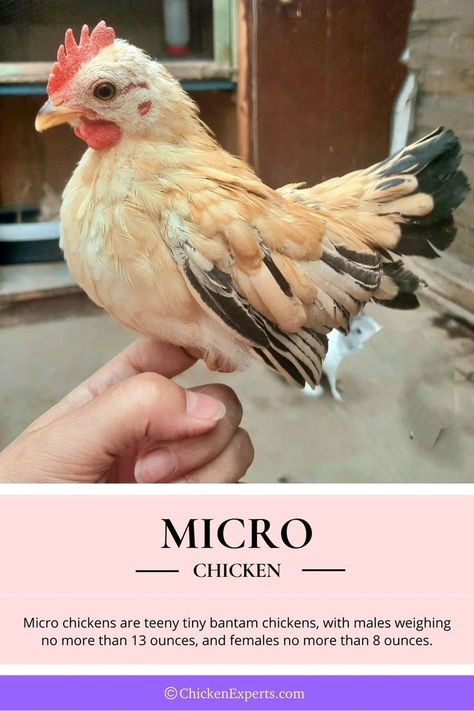 Serama Chicken, Chicken Facts, Omnitrix Ben 10, Cute Chicken Coops, Small Backyards, Bantam Chickens, Fancy Chickens, Beautiful Chickens, Crazy Chicken Lady