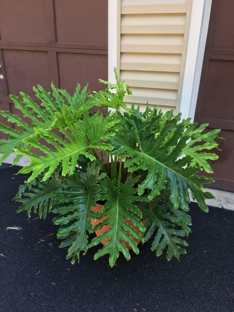 Philodendron Hope Selloum, Hope Philodendron, Pteris Cretica, Philodendron Hope, Plants For Zone 9, Compound Design, Philodendron Selloum, Big Indoor Plants, Garden Lighting Design