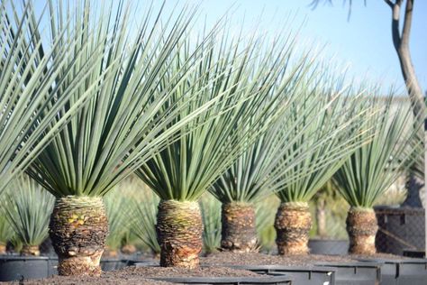 Nolina nelsonii - ticks all the boxes......and is soft to touch. Available now in 500mm, 100Litre, 200Litre and 500Litre. Festuca Californica, Nolina Nelsonii, Albuca Concordiana, Althea Cannabina, California Native Succulents, Florida Sunshine Illicium, Identify Plant, Dry Garden, Desert Garden