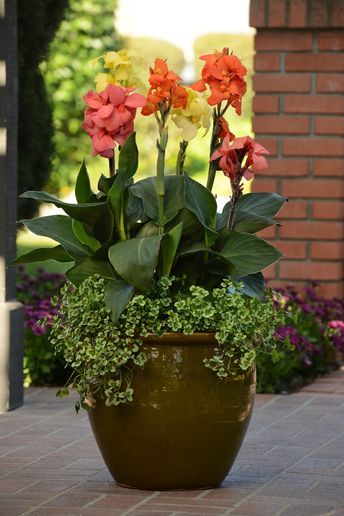 Canna Lilies - Bold, Gaudy Perennials For The Flamboyant Gardener — Sunnyside Nursery Monrovia Plants, Canna Lily, Patio Flowers, Container Garden Design, نباتات منزلية, Lily Garden, Potted Plants Outdoor, Container Gardening Flowers, Flower Pots Outdoor