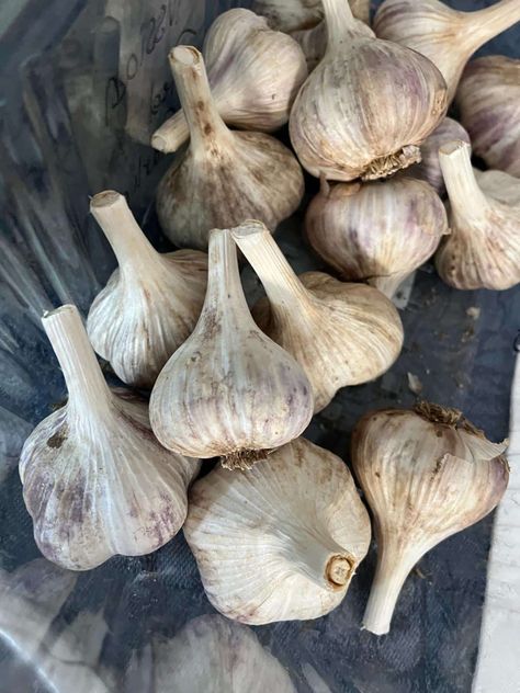 How to Make Dried (Dehydrated) Chopped Garlic (+ Bonus Seasonings) Dehydrating Garlic, Curing Garlic, Dried Garlic, Hardneck Garlic, Harvesting Garlic, Diy Compost, Homesteading Diy, Garlic Seasoning, Plant Diseases