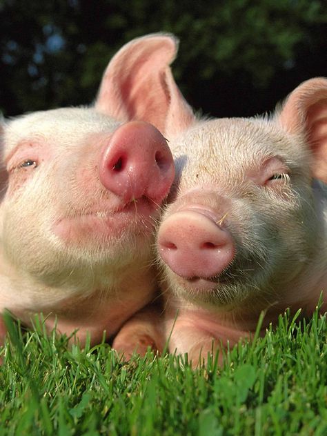 We belong together  : ) Pig Pictures, Cute Piggies, Baby Pigs, Cute Pigs, Little Pigs, Animal Rights, Animals Friends, Beautiful Creatures, Pigs