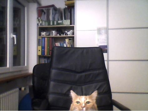 When your person goes out of town, you have to keep in touch via Skype. Meme Cat, Mr Cat, Your Person, Get Off Me, Internet, Tumblr, Signs, Orange, Memes