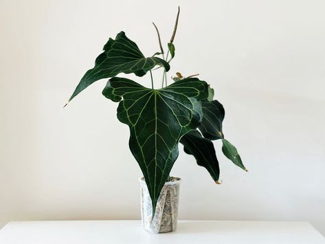 Anthurium Delta Force, Anthurium Polyschistum, Green Wall Plants, Wishlist Plants, Plants House, Anthurium Plant, Plant Wishlist, Decor Plants, Delta Force