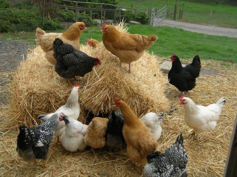 Keeping Chickens, Mini Farm, Chickens And Roosters, Chicken Runs, Chicken Breeds, Down On The Farm, Pet Chickens, Chicken Farm, Hobby Farms