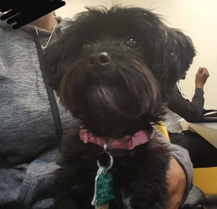 Lost Dog, Black Yorkie Poo in Southern Pines Black Yorkie Poo, Black Yorkie, Peek A Poo, Photoshopped Animals, Yorkie Mix, Grand Parents, Southern Pine, Dog Black, Yorkie Poo