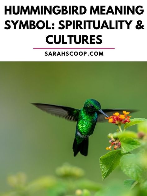 hummingbird meaning symbol Hummingbird Meaning, Bird Meaning, Here's The Scoop, Colorful Birds, Meant To Be, Spirituality, Birds, Colourful Birds