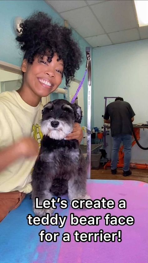 Watch how I create a teddy bear face on a miniature schnauzer! There are some cool styles you can do on any schnauzer, a teddy bear head being one of... | By arisathegroomer Schnauzer Cut, Teddy Bear Face, Beard Cuts, Schnauzer Grooming, Dog Haircuts, Grooming Style, Face Cut, Dog Cuts, Bear Head