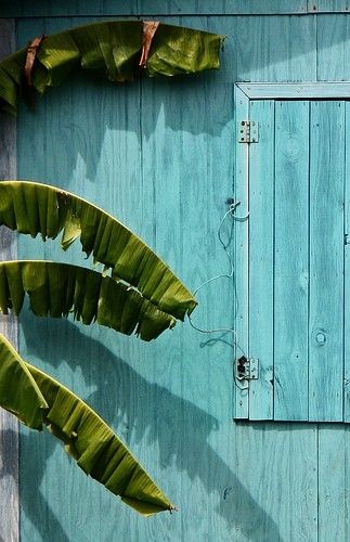 Turquoise. Photo:  José Eduardo Silva House Tree, Banana Tree, Wallpaper Pastel, Blue Door, Bleu Turquoise, Blue House, Tropical Vibes, Tree Painting, Blue Aesthetic