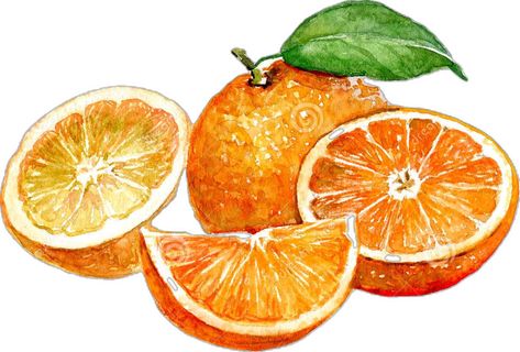 Illustration about Watercolor orange and sliced orange fruit isolated on a white background illustration. Illustration of refreshing, refreshment, illustration - 82766597 Orange Drawings, Orange Slices Drawing, Orange Slice Drawing, Sliced Orange Drawing, Orange Illustration Fruit, Orange Juice Watercolor, Orange Fruit, Orange Slices, Henna Designs