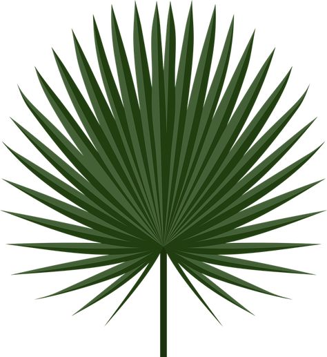 Free Palm Leaf download, transparent background.  A palm leaf pattern was frequently seen in Art Deco designs. Palm Design, Palm Leaf, Green Colour Images, Khmer New Year, Palm Leaves Pattern, Fan Palm, Leaf Clipart, Palm Plant, Palm Fronds