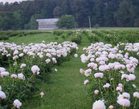 The Dreamy Peony Farm In Illinois You'll Want To Visit This Spring Hillside Farming, Peony Farm, Farm Pictures, Midwest Travel, Most Beautiful Flowers, Flower Farm, Peony Flower, Floral Scent, Delicate Flower