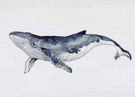 Blue Whale Watercolor Paintings, Realistic Whale Drawing, Whale Drawing Watercolor, Watercolour Whale Art, Grey Whale Drawing, Humpback Whale Aesthetic, Whale Painting Watercolor, How To Draw A Whale, Drawings Of Whales