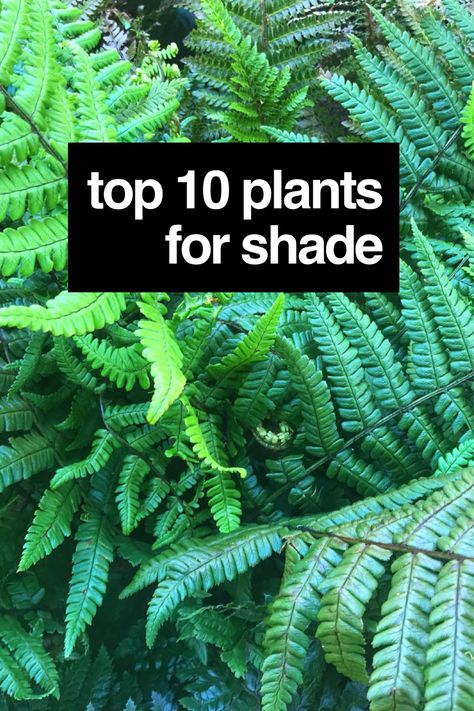 Plants for shade is a well-covered topic online with a number of lists with the usual suspects suggested. Hostas, Astilbes and Ferns being the front-runners. It got me thinking though. What about those difficult shade borders, the ones that are dry, lacking in nutrients or get wind blasted? Where even a trusty Hosta would struggle. So here is my list of the top 10 super tough plants for shade! Shaded Border Ideas, Shade Plants South Africa, Shady Border Plants Uk, Boarder Plants, Plants That Like Shade, Plants That Love Shade, Shade Loving Plants, Part Shade Plants, Shady Gardens