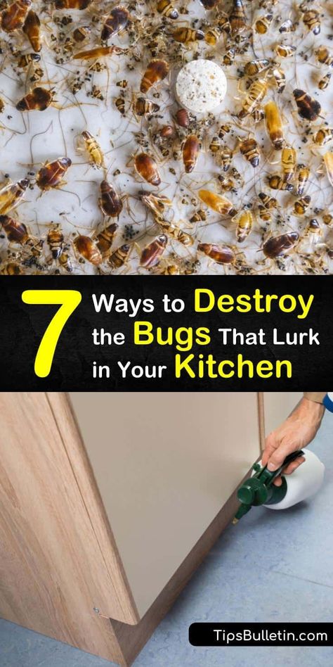 Moth Balls Uses For, Pantry Bugs, Brown Bugs, Pantry Moths, Bug Repellant, Food Cupboard, Diy Household Cleaners, Bad Bugs, Kill Bugs