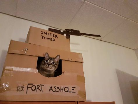 A cat with the hideout Cat Hideout, Pet Owner, Kitty Cat, Pet Owners, A Cat, Funny Cats, Feline, New World, Fort