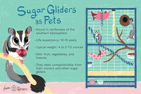 Sugar Glider Cage Ideas, Sugar Glider Diet, Sugar Glider Habitat, Sugar Glider Aesthetic, Diy Sugar Glider Toys, Sugar Glider Food, Sugar Glider Care, Sugar Glider Baby, Sugar Glider Pet