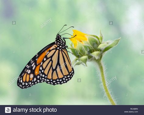 Butterfly Side View, Sunflower Bud, Butterfly On A Flower, Butterfly Tshirt, Tat Ideas, Monarch Butterfly, Art References, Denim Jackets, Green Background