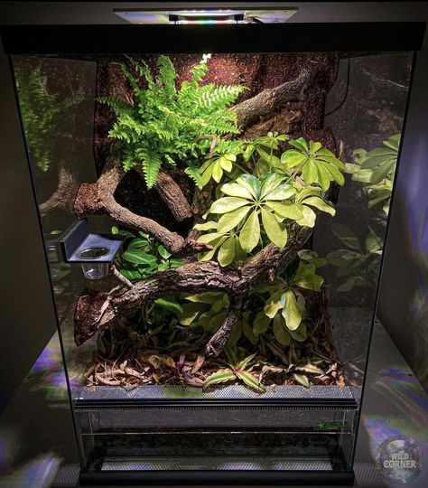 Emerald Tree Skink Enclosure, Rough Green Snake Enclosure, Red Eye Tree Frog Terrarium, Bioactive Reptile Enclosure, Snake Inclosers Ideas, Crested Gecko Bioactive Terrarium, Bioactive Crested Gecko Terrarium, Frog Terrarium Ideas, Tarantula Enclosure Ideas