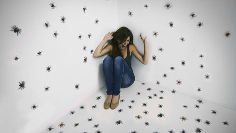 Our ancestors may have predisposed us to fear spiders, insects, and other many-legged creatures, but there's a lot more to it. What Kills Spiders, Kill Fleas On Dogs, Killing Spiders, Summer Insects, Types Of Spiders, Spider Species, Get Rid Of Spiders, Exposure Therapy, Cognitive Behavioral Therapy