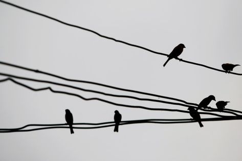 Birds On Powerline Tattoo, Birds Sitting On A Wire, Birds On Wire, Illustration Animals, Bird On A Wire, Easy Bird, Birds On A Wire, Wire Drawing, Sketchbook Drawings