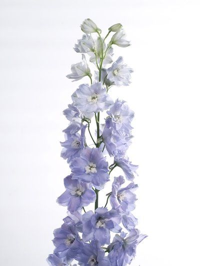 Larkspur Tattoo, Delphinium Flowers, Aisle Flowers, Flower Guide, Cymbidium Orchids, Flower Therapy, Floral Poster, Spray Roses, Seasonal Flowers