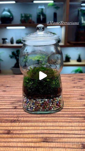 Closed Terrarium, Terrarium, To Grow, On Instagram, Instagram