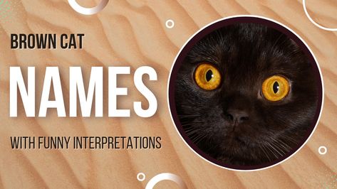 This article features a list of cute and unique names for the Brown Cats. Get Access Now👇 Brown Cat Names, Brown Cats, Brown Kitten, Cute Cat Names, Amber Eyes, Funny Names, Abyssinian Cats, Brown Cat, Curious Cat