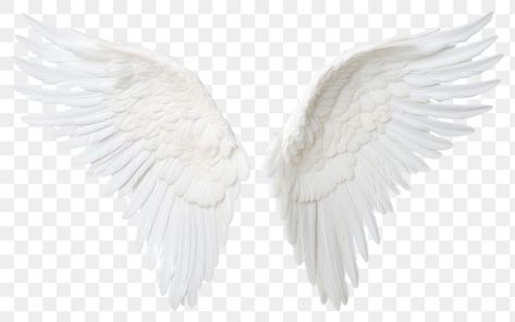 Wing Png, Grave Art, Angel Wings Png, Cover Highlight, Wings Png, White Angel Wings, Lucky 7, White Angel, Business Card Template Design