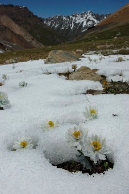 Flowers of the Silk Road: AT LAST!!! Rockery Garden, Snow Lotus, Mountain Flowers, The Silk Road, Silk Road, Exotic Flowers, At Last, Wild Flowers, Lotus