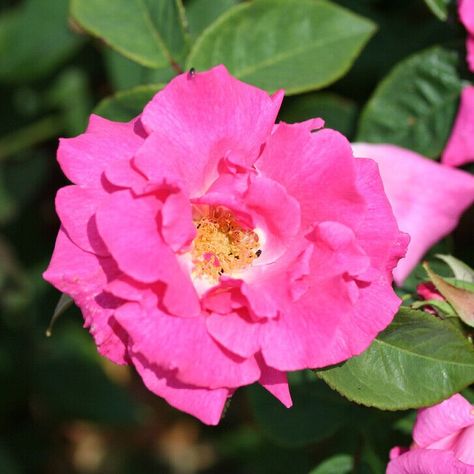 Climbing Rose 'Zephirine Drouhin' - bare root | eBay Thornless Climbing Roses, Rose Climbing, Rose Rise, Climbing Rose, Growing Gardens, Exquisite Decor, Types Of Roses, Cerise Pink, Growing Roses