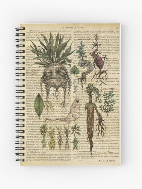 "Botanical print, on old book page - Mandragora" Spiral Notebook by lldd11 | Redbubble Botanical Notebook, Victorian Books, Plant Book, Book Page Art, Book Wall, Dream Studio, Old Book Pages, Sketchbook Ideas, Art Books