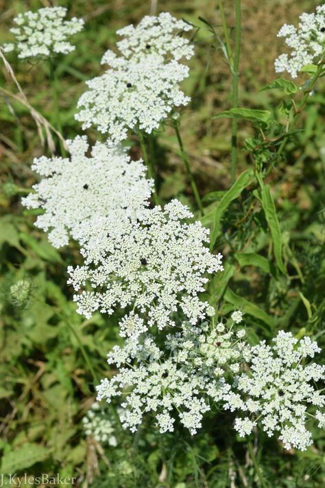 Queen Anne's Lace Flowers Blooming in a Meadow Floral Design Classes, Queen Anne's Lace Flowers, Biennial Plants, Flower Identification, Daucus Carota, Summer Meadow, Planting Plan, Queen Anne's Lace, Flowers Blooming