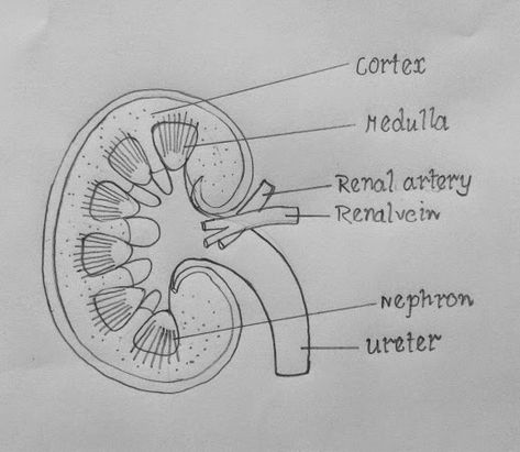 Step by step tutorials on drawing biology diagrams. Biology Drawing, Biology Diagrams, Science Diagrams, Human Kidney, Heart Diagram, Medical Drawings, Study Biology, Basic Anatomy And Physiology, Nurse Study Notes