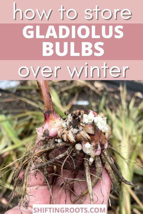 Storing Gladiolus Bulbs, How To Store Bulbs Over Winter, When To Dig Up Gladiolus Bulbs, How To Store Gladiola Bulbs, Growing Herbs Inside, Cold Climate Gardening, Gladiolus Bulbs, Summer Bulbs, Gladiolus Flower