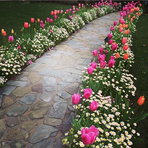 Flower walkway Flowers For Walkway Front Yards, Front Garden Pathway, Pathway Planting Ideas, Flowers Along Walkway Front Yards, Front Yard Landscaping Tulips, Front Yard Pathway Ideas, Tulips In Landscape, Tulips Along Walkway, Garden Inspo Front Yard