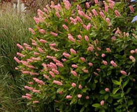 Ruby Spice Clethra Garden Shrubs Evergreen, Small Garden Shrubs, Clethra Alnifolia, Drift Roses, Southern Living Plant Collection, Southern Living Plants, Bushes And Shrubs, Buy Plants Online, Deer Resistant Plants