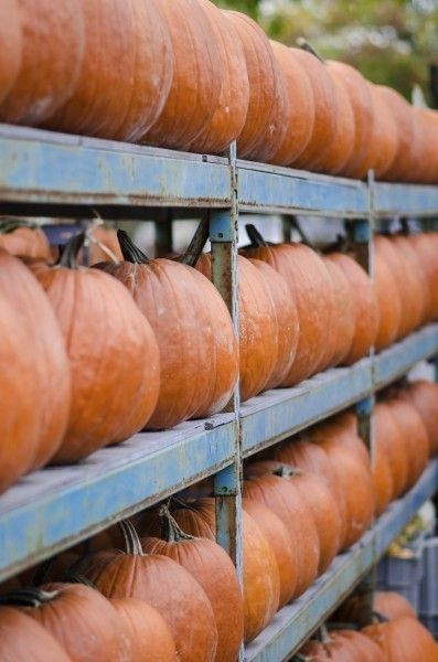 Post Harvest Pumpkin Storage: Learn How How To Store Pumpkins - Growing pumpkins is fun for the entire family. When it’s time to harvest the fruit, pay special attention to the condition of the pumpkins to make sure the time is right. Harvesting pumpkins at the right time increases the storage time. Let’s learn more about storing pumpkins once harvested. Pumpkin Storage, Growing Celery, Harvest Storage, Growing Corn, Planting Pumpkins, Pumpkin Garden, Pumpkin Harvest, Homemade Pumpkin Pie, Growing Pumpkins