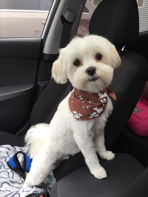 Yorkie Bichon Haircuts, Dog Haircuts Maltese, Malti Poo Haircut, Maltese Dog Haircut, Havanese Short Haircut, Fluffy Dog Haircut, Short Maltese Haircut, Maltese Short Haircut, Maltese Haircut Styles