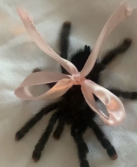 Black Tarantula Aesthetic, Tarantula With Bow, Wolf Spider Aesthetic, Goth Spider Aesthetic, Spider Art Reference, Coquette Tarantula, Rat Aesthetics Dark, Pink Toed Tarantula, Coquette Spider