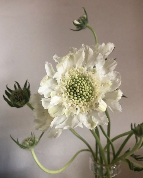 Scabiosa Tattoo, White Scabiosa Flower, Scabiosa White, Scabiosa Flower, White Scabiosa, Scabiosa Pods, Epping Forest, Wedding Moodboard, Flower Therapy