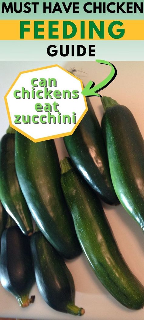 What Can Chickens Eat, Zucchini Plant, Food For Chickens, Freezing Zucchini, Zucchini Plants, Zucchini Blossoms, Egg Incubator, Chicken Eating, Chicken Zucchini