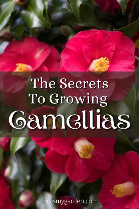 Camellias, whether found in shrub or tree form, are truly magnificent specimens! However, their blooms can be quite finicky to bring out. But with the right growing conditions and by following these few basic tips, you can enjoy this great flowering plant for yourself! Camellia Flower Types, Camelia Garden Ideas, When To Prune Camellias, Camelias Landscaping, Camillia Bush Landscape, Camilla Plant, Camilia Flower Tree, Camelia Plant, Planting Camellias