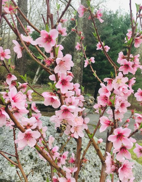 Had no idea nectarine trees had such beautiful flowers! Beauty and function in one package  (first one I've been able to get to bloom) Nectarine Tree, Gardening Tools Names, Starting A Vegetable Garden, Tree Flowers, Take Five, Gardening Gloves, Nectarine, Easy Garden, Garden Diy