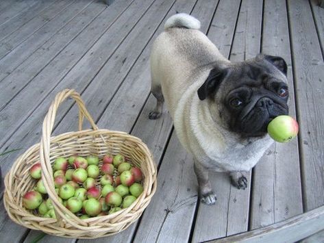 Funny Pug Pics, Funny Pugs, Fu Dog, Pug Pictures, Indoor Dog, Pugs Funny, A Pug, Pug Lover, Cute Pugs