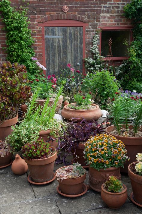 Real garden: a small, hilltop garden is brought to life | Real Homes Jamaican Garden, Pot Display, Garden Planters Pots, Patch Ideas, Small Courtyard Gardens, Container Garden Design, Cottage Garden Plants, Real Homes, Veg Garden